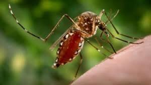 Chikungunya: Mayoría de fallecidos son hombres con patologías de base