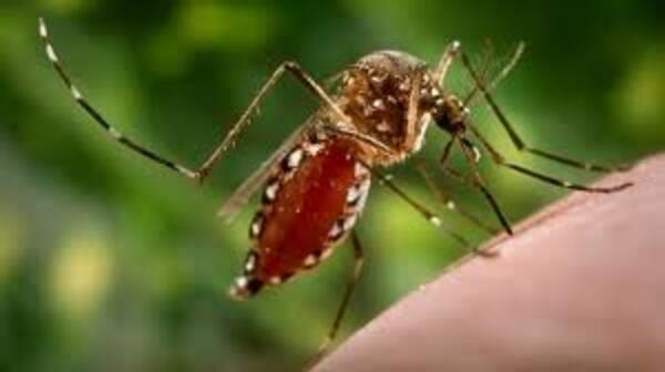 Chikungunya: Mayoría de fallecidos son hombres con patologías de base