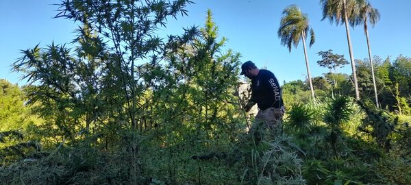 Diario HOY | Operación antidrogas comienza con fuerte golpe a los narcos