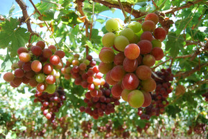Perú comienza a exportar uva a Japón con un potencial de 17 millones de dólares - MarketData