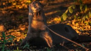 Nima, una nutria gigante de 3 años, deja el Zoo de Madrid por Argentina