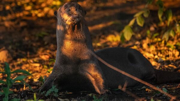 Nima, una nutria gigante de 3 años, deja el Zoo de Madrid por Argentina