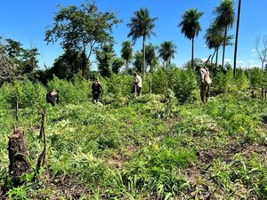 Diario HOY | Destruyen cultivos de marihuana en un establecimiento rural de Amambay