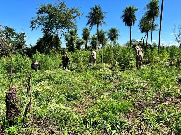 Destruyen cultivos de marihuana en un establecimiento rural de Amambay
