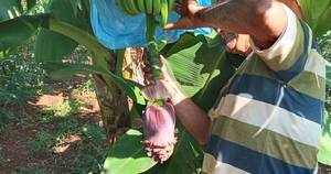 La Nación / Mbaracayú: pequeños productores optaron por producir banana, pero el precio los perjudica