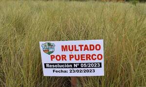 Los "puercos" le "regalan" ¡1.000 millones! a Muni de San Lorenzo