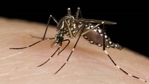 Hombres con enfermedades de base encabezan lista de fallecidos por chikungunya - Noticias Paraguay