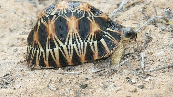Tortuga de 90 años, en peligro de extinción, se convierte en padre