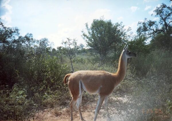 Senado decide mañana la suerte del parque Médanos del Chaco - Noticias del Chaco - ABC Color