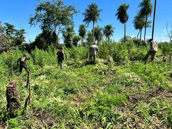 Senad destruyó dos parcelas de una hectárea cada una de plantaciones de marihuana - Radio Imperio