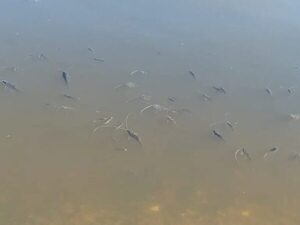 Mortandad de peces en el puerto de Pilar preocupa a ambientalistas - Nacionales - ABC Color