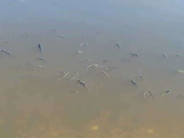 Mortandad de peces en el puerto de Pilar preocupa a ambientalistas - Nacionales - ABC Color