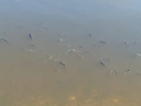 Mortandad de peces en el puerto de Pilar preocupa a ambientalistas - Nacionales - ABC Color