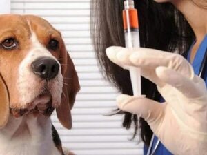 Mascotas: La importancia de los análisis antes de las cirugías - Estilo de vida - ABC Color
