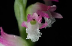 Orquídea parecida al cristal, nueva especie descubierta en Japón  - Ciencia - ABC Color