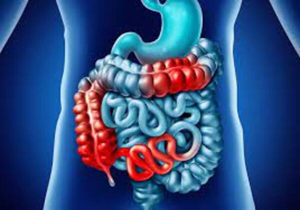 Intestinos sanos - El Independiente