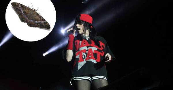 La Nación / La ura de Billie Eilish: pidió a su equipo que fotografíe este “recuerdo”