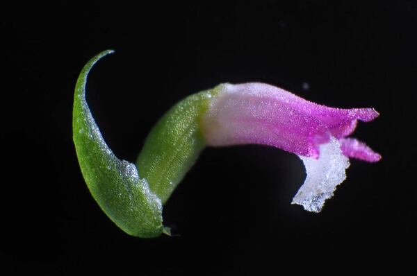 Diario HOY | Descubren en Japón nueva especie de orquídea parecida al cristal