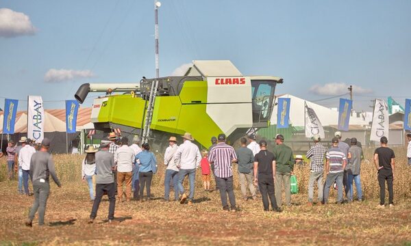 Técnicos evidencian las amplias ventajas de la producción forestal y la siembra directa