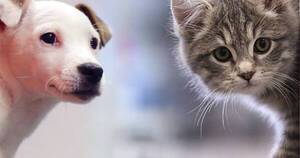 La Nación / Perros vs. Gatos: ¿Qué mascotas prefieren los paraguayos?