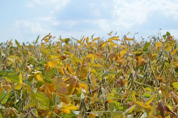 BCP habilita flexibilizaciones financieras para el sector agro, tras nuevo impacto climático. - MarketData