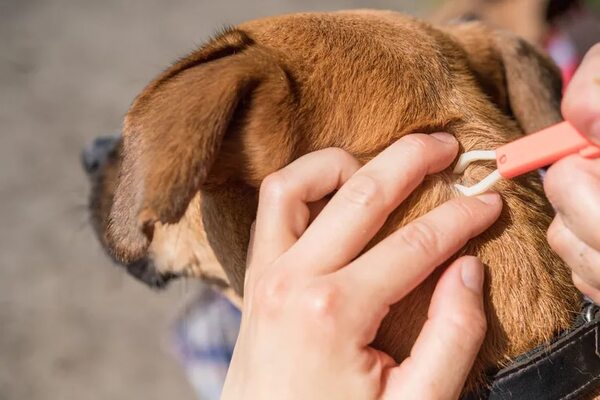 Cómo prevenir y eliminar las garrapatas en la mascota - Mascotas - ABC Color