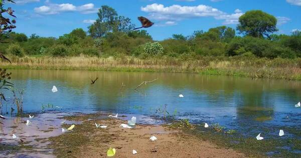 La Nación / Senado rechaza proyecto para explotación de Médanos del Chaco