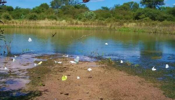 Senado rechaza proyecto que pretendía la explotación del Parque Nacional Médanos del Chaco