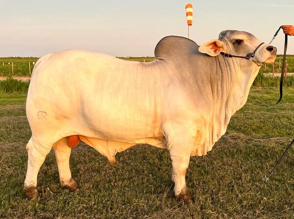 Brahman multicampeón de Agroganadera Concepción se exportó a CIAVT de Argentina