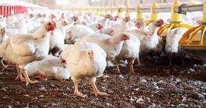 La Nación / Analizan importar productos avícolas