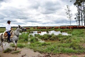 Consumo de carne: campaña de ONG perjudica al Paraguay, señala UGP - Nacionales - ABC Color