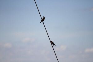 Viernes con clima caluroso, ambiente húmedo y chaparrones - Radio Imperio