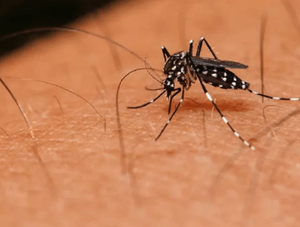 Chikungunya: Salud reporta 60 muertes y advierte sobre dispersión en el interior · Radio Monumental 1080 AM