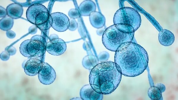 Candida auris: ¿es posible un contagio masivo? - Nacionales - ABC Color