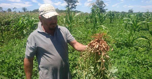 La Nación / De Cordillera al mundo: Paraguay exporta maní sostenible por toneladas a EEUU, Brasil y otros países