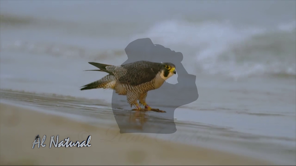 SNT Al Natural: Aves rapaces - SNT