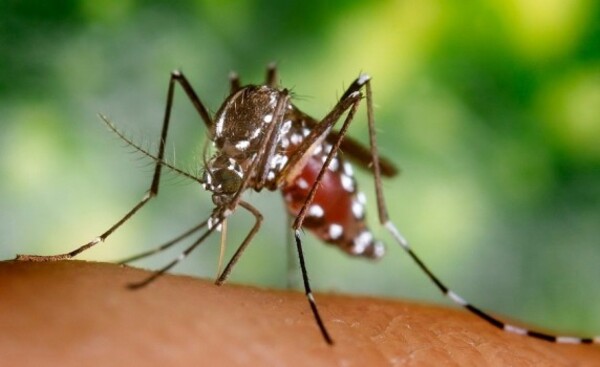 Preocupa dispersión de  chikungunya hacia el Alto Paraná
