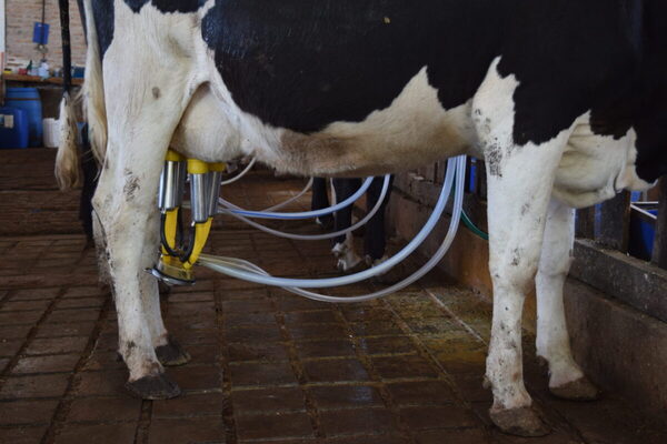 Leche en polvo entera con precio cercano a US$ 3.200 en licitación de Fonterra