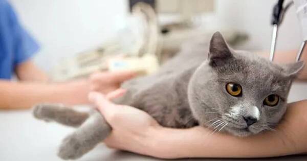 La Nación / ¿Qué genera problemas urinarios en los gatos?