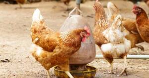 La Nación / Argentina declaró finiquitados cuatro brotes iniciales de influenza aviar