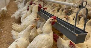 La Nación / Pechugón habilitó nuevo núcleo de granja de reproductoras
