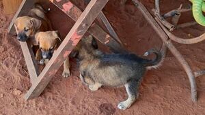 Verifican vivienda tras denuncia por presunto maltrato animal