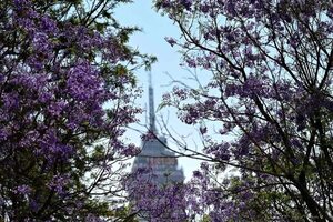 Jacarandás en flor, un legado japonés que adorna la capital de México - Ciencia - ABC Color