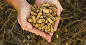La Nación / El maní paraguayo de producción sostenible se destaca mundialmente