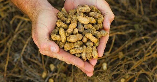 La Nación / El maní paraguayo de producción sostenible se destaca mundialmente