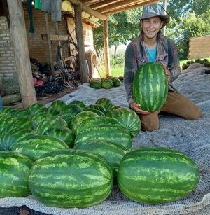 Agricultores de Valenzuela cosechan con éxito sandía fuera de época - Nacionales - ABC Color