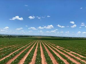 Paraguay seduce a EE.UU. con 4.000 toneladas de maní sostenible | Agronegocios | 5Días
