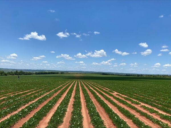 Paraguay seduce a EE.UU. con 4.000 toneladas de maní sostenible | Agronegocios | 5Días