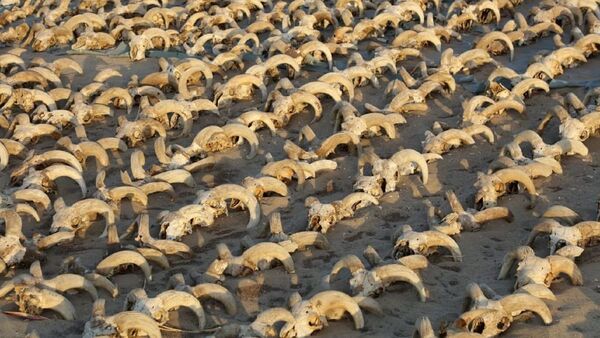 Hallan 2.000 carneros momificados en el templo del faraón Ramsés II