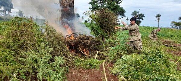 Paraguay y Brasil destruyen 499 toneladas de marihuana en Operación Nueva Alianza XXXVI | 1000 Noticias